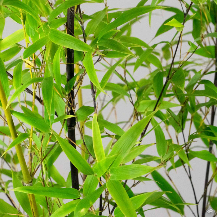 Black Bamboo