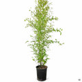 Black Bamboo 5 gallon