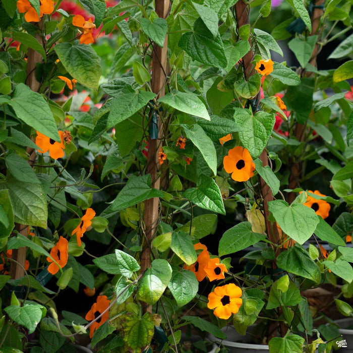 Black-Eyed Susan 'Sunny Orange Wonder'