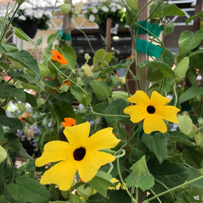 Black-Eyed Susan 'Sunny Susy Yellow Dark'
