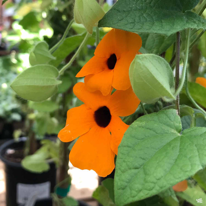 Black-Eyed Susan 'Sunny Susy Red Orange'