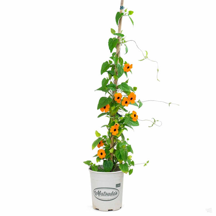 Black-Eyed Susan Orange Vine 1 gallon