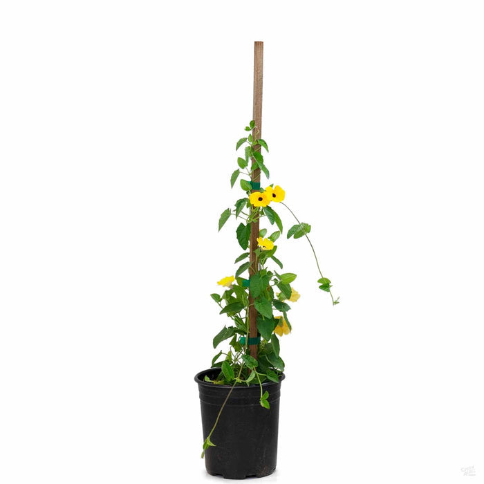 Black-Eyed Susan Yellow Vine 1 gallon