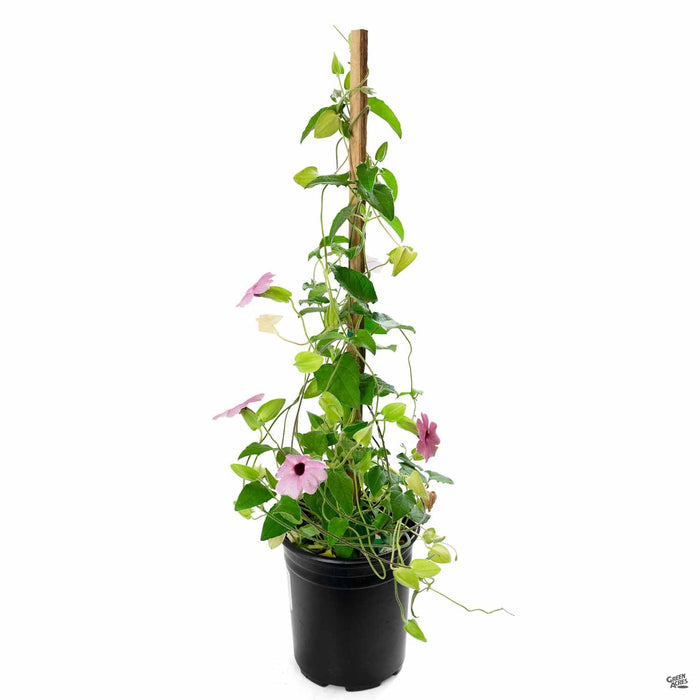 Black-Eyed Susan Pink Vine 1 gallon