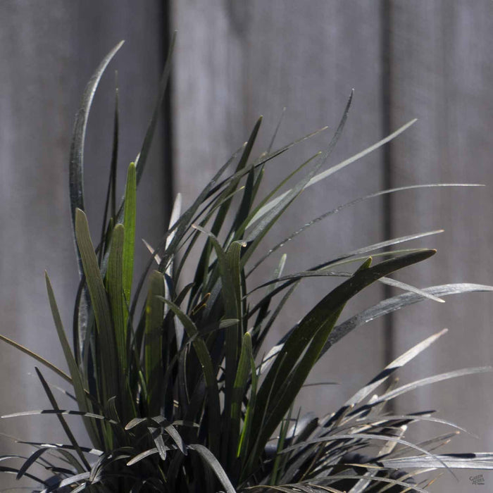 Black Mondo Grass