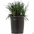 Black Mondo Grass 1 gallon