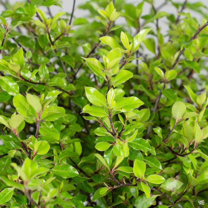 Pittosporum 'Elfin'