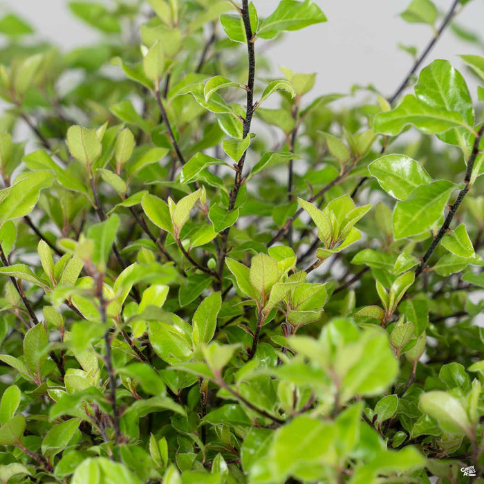 Pittosporum 'Elfin'
