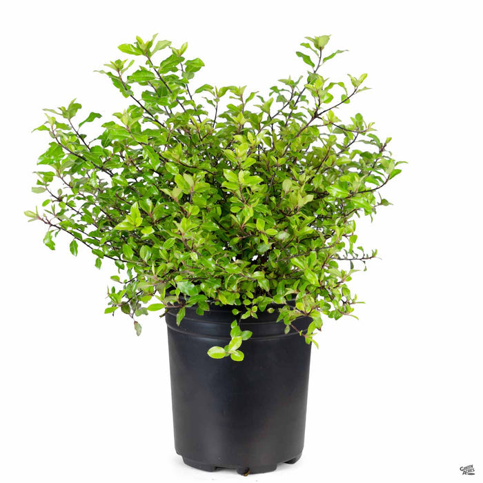 Pittosporum 'Elfin' 1 gallon