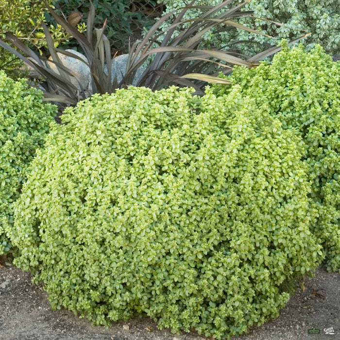 Black Stem Pittosporum 'Golf Ball'