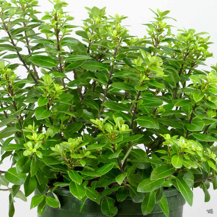 Black Stem Pittosporum 'Golf Ball' Monrovia