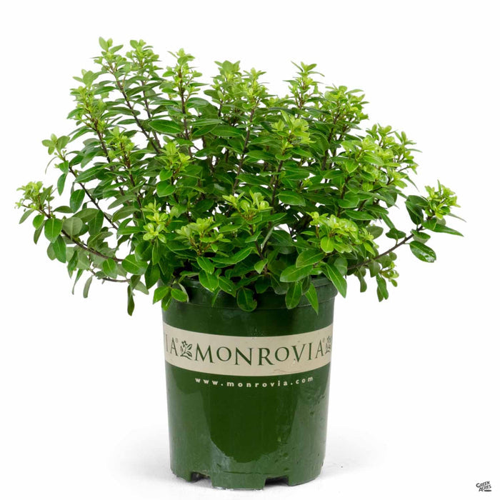 Black Stem Pittosporum 'Golf Ball' 1 gallon monrovia