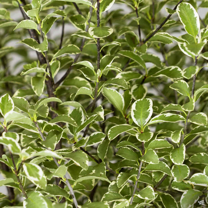 'Marjorie Channon' Pittosporum