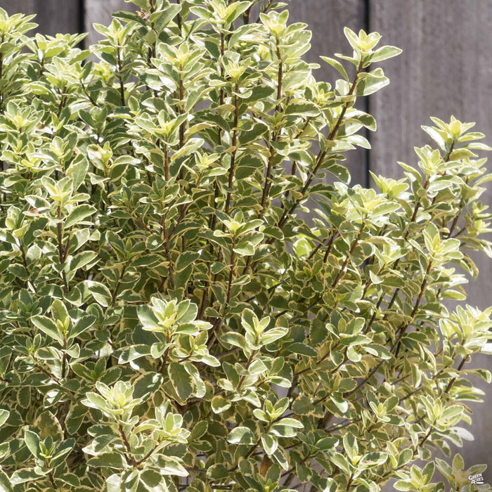 'Marjorie Channon' Pittosporum