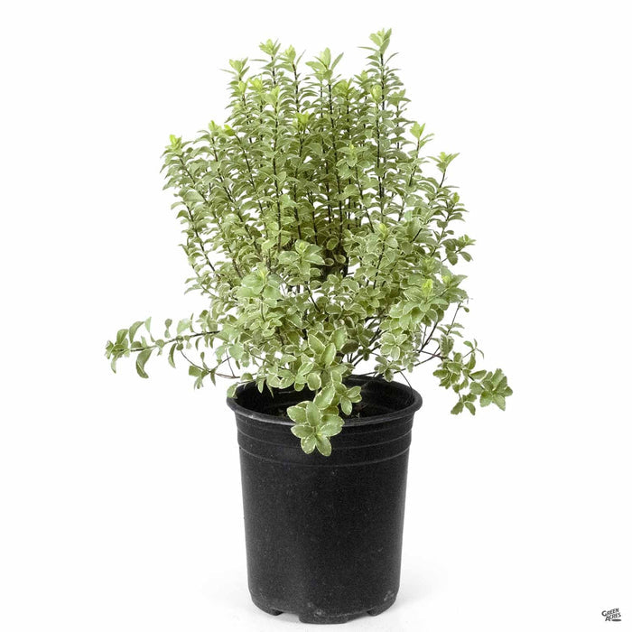 'Marjorie Channon' Pittosporum 1 gallon