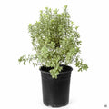 'Marjorie Channon' Pittosporum 1 gallon