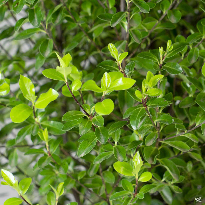 Pittosporum tenuifolium