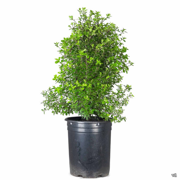 Pittosporum tenuifolium 5 gallon