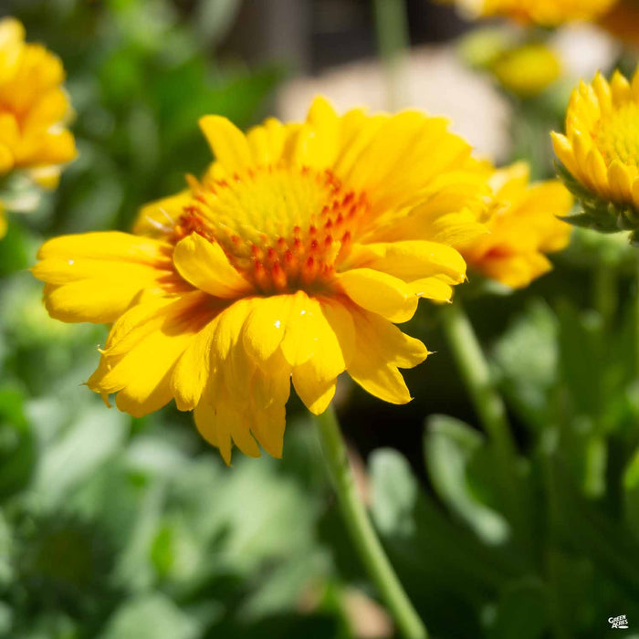 Blanket Flower 'Arizona Apricot'
