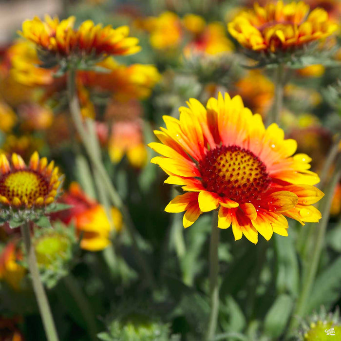 Blanket Flower 'Arizona Sun'