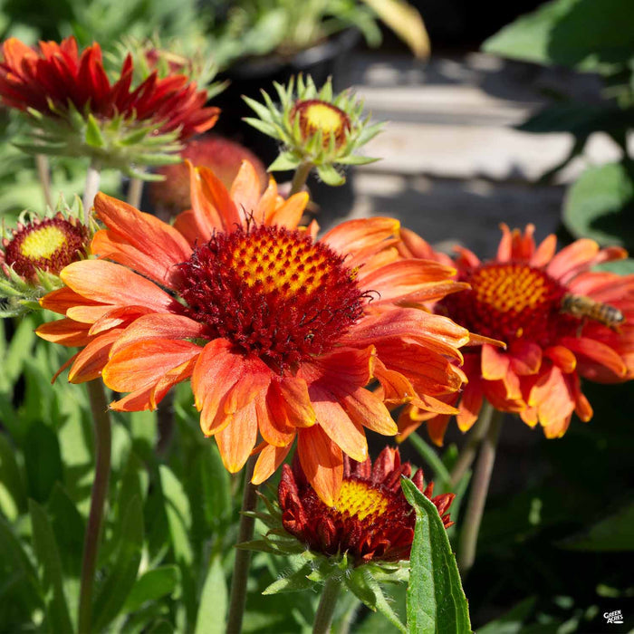 Blanket Flower 'California Red Shades'