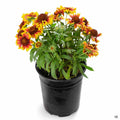 Blanket Flower 'Arizona Sun' 1 gallon
