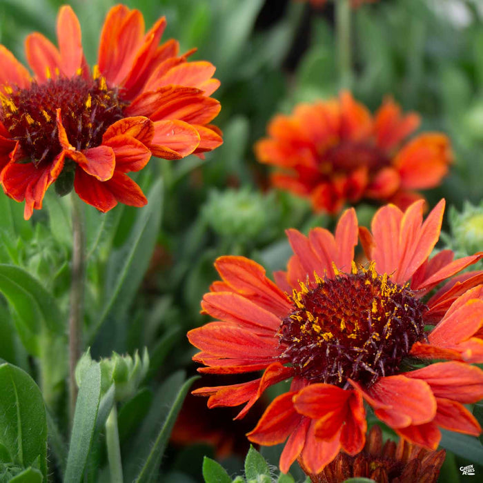 Blanket Flower Celebration