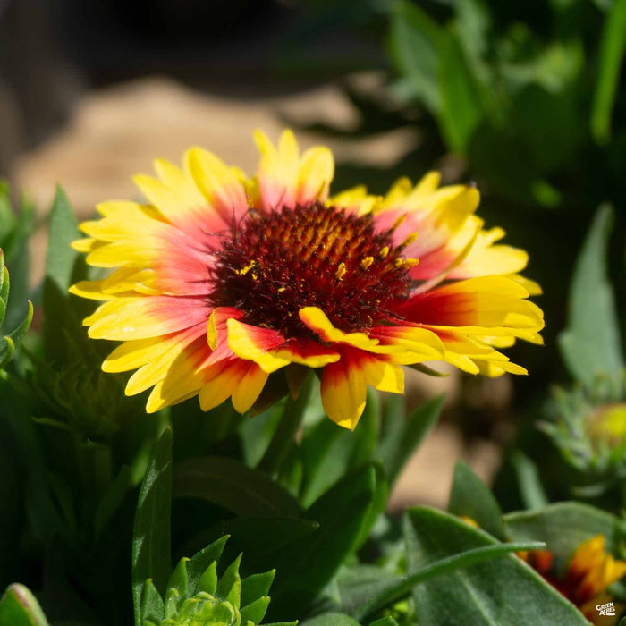 Blanket Flower Sunset Flash
