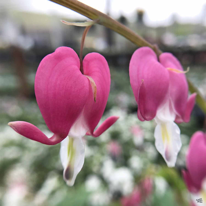 Bleeding Heart