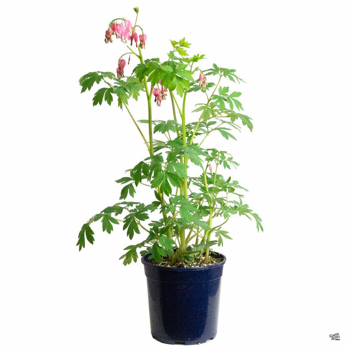Bleeding Heart 'Luxuriant Pink' 1 gallon