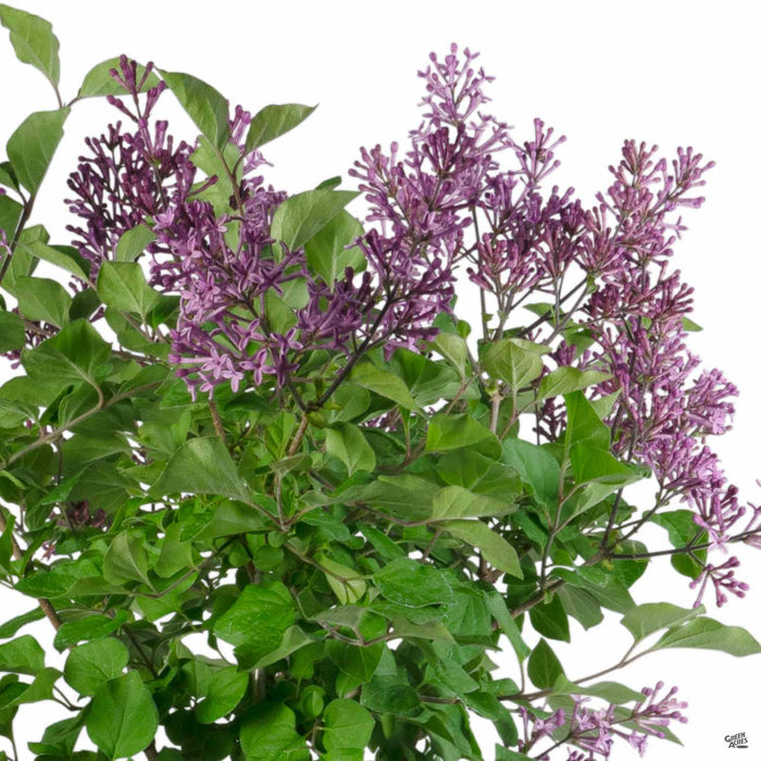 Bloomerang Dark Purple Reblooming Lilac