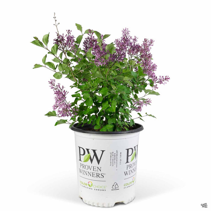 Bloomerang Dark Purple Reblooming Lilac 02T