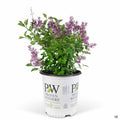 Bloomerang Dark Purple Reblooming Lilac 02T