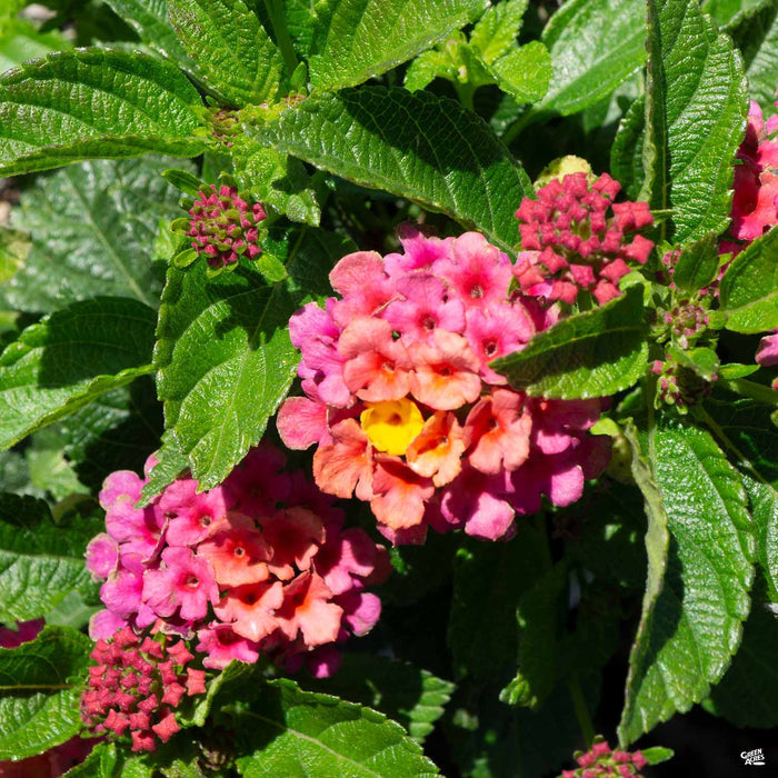 Lantana Bloomify Rose