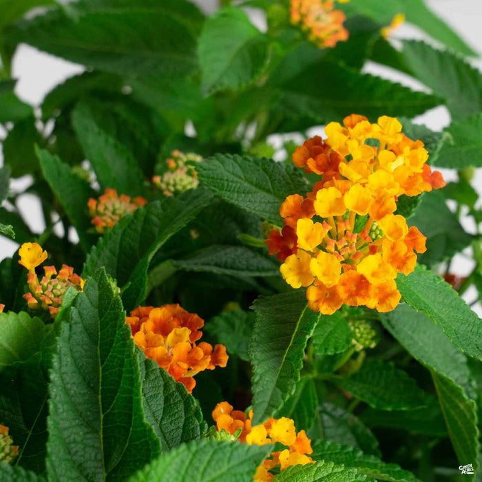 Lantana Bloomify Red