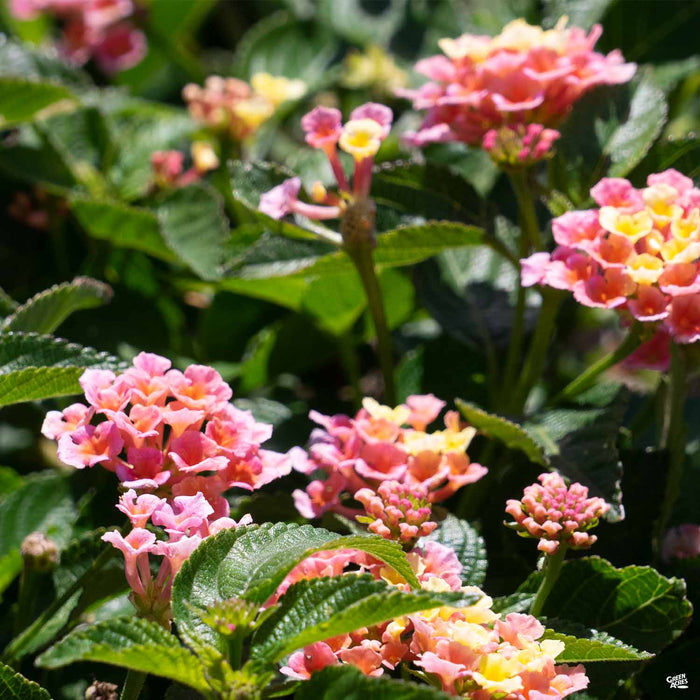 Lantana Bloomify Mango