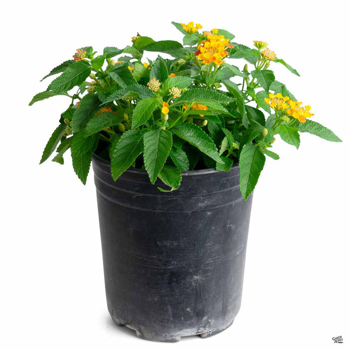 Lantana Bloomify Red 1 gallon