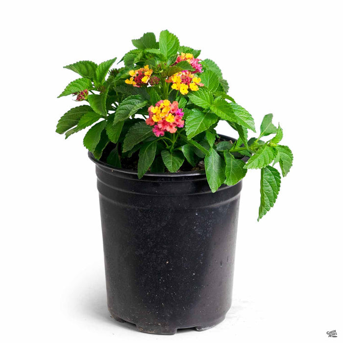 Lantana Bloomify Rose 1 gallon