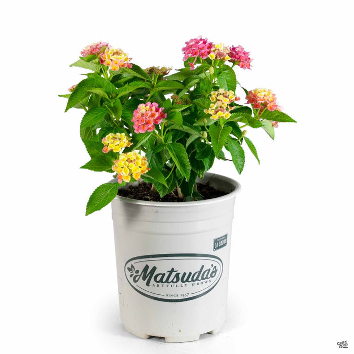 Lantana Bloomify Mango 1 gallon