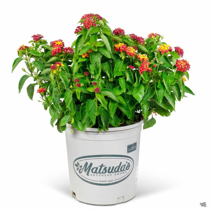 Lantana Bloomify Red 2 gallon Matsuda's