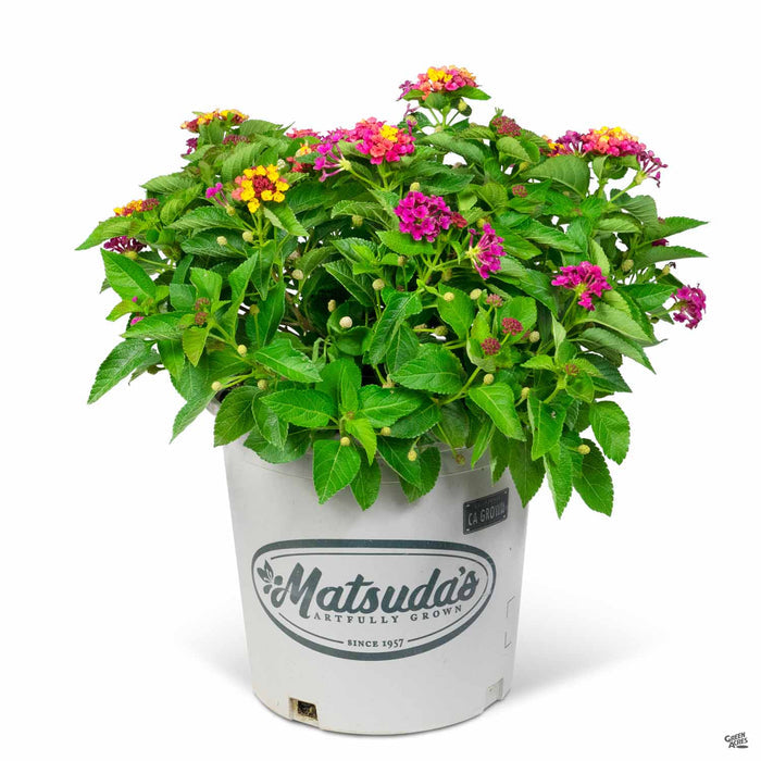 Lantana Bloomify Rose 2 gallon Matsuda's