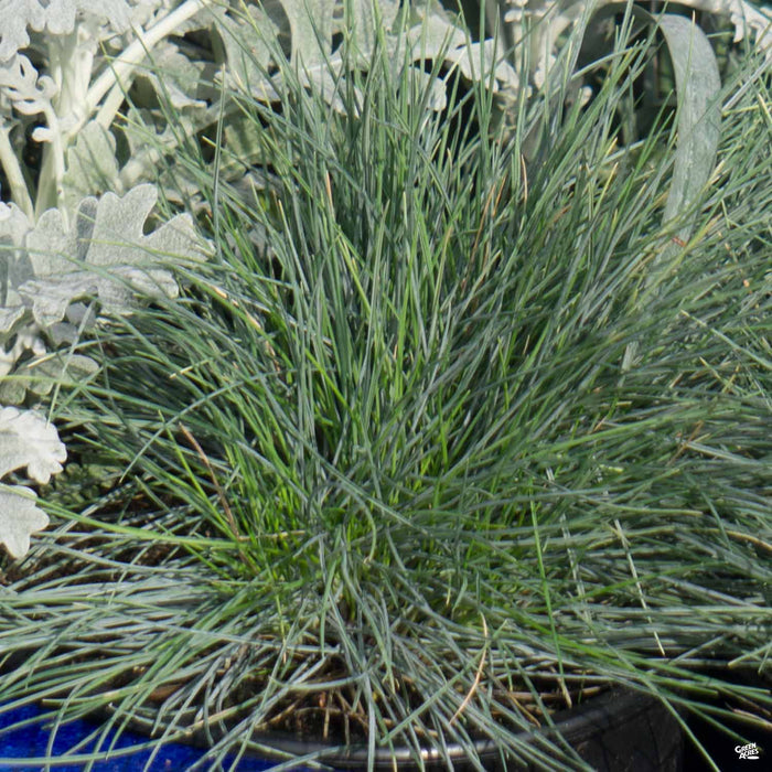 Blue Fescue