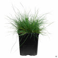 Blue Fescue 4 Inch