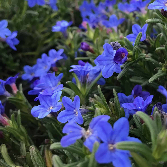 Blue Lithodora