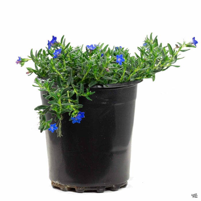 Lithodora 'Grace Ward' 1 gallon
