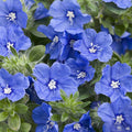 Blue My Mind Evolvulus