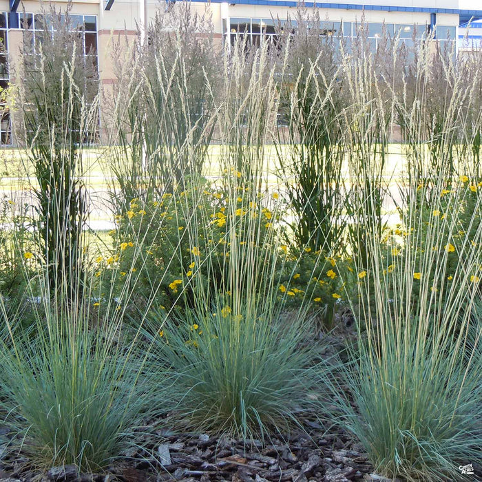 Blue Oat Grass