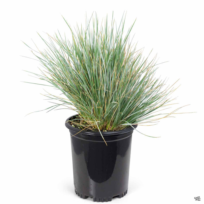 Blue Oat Grass 1 gallon