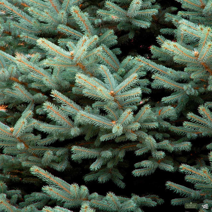 Fat Albert Colorado Blue Spruce