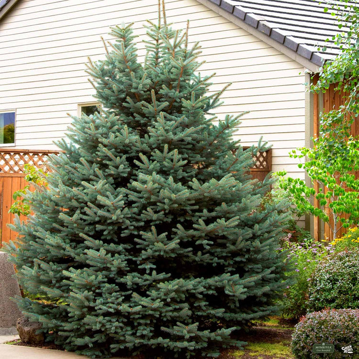 Fat Albert Colorado Blue Spruce